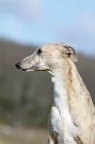 WHIPPET 376